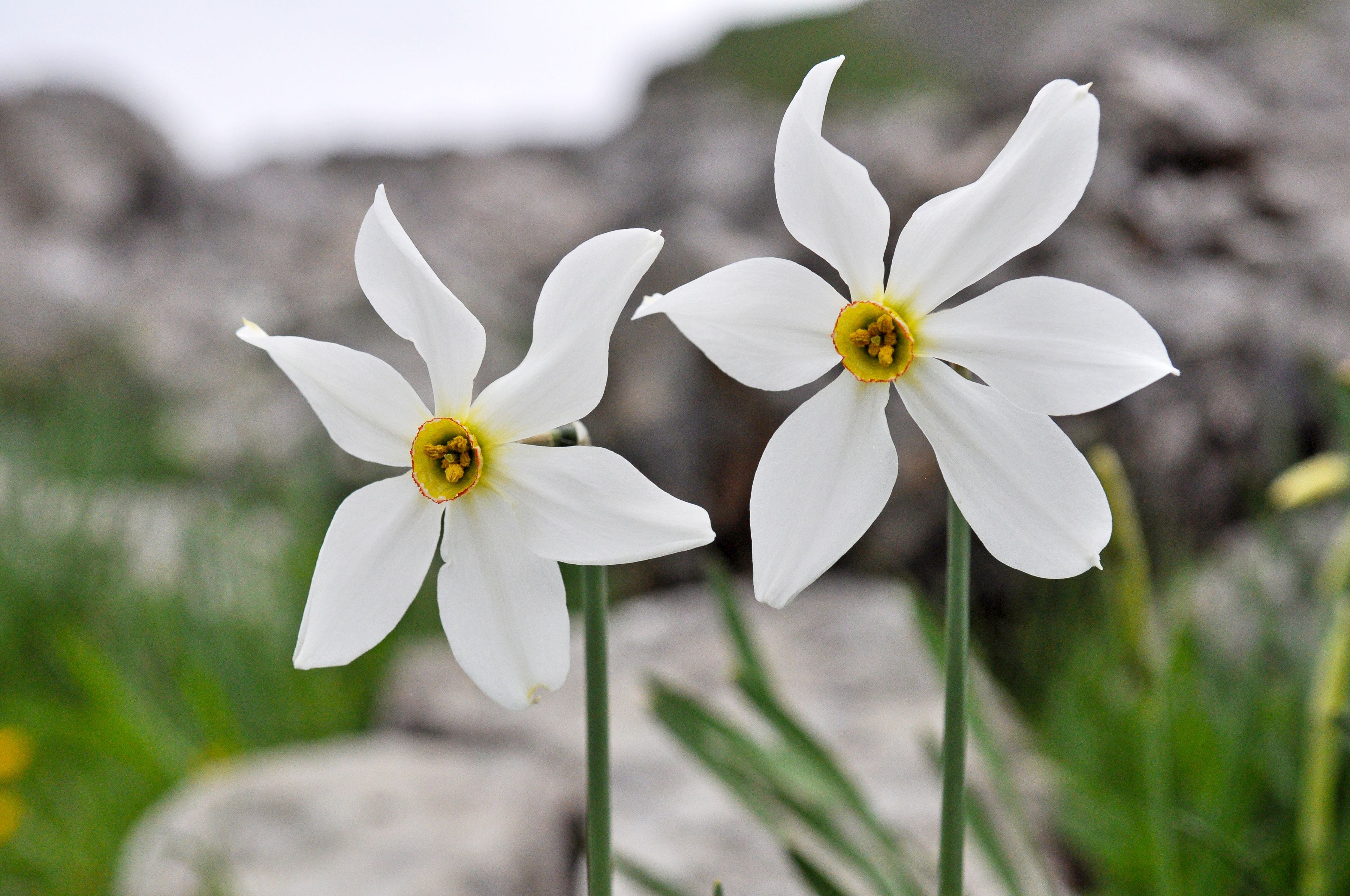 Narcisses-Dent-Lys-0188-0ef623e4-6799f25337de7.jpg