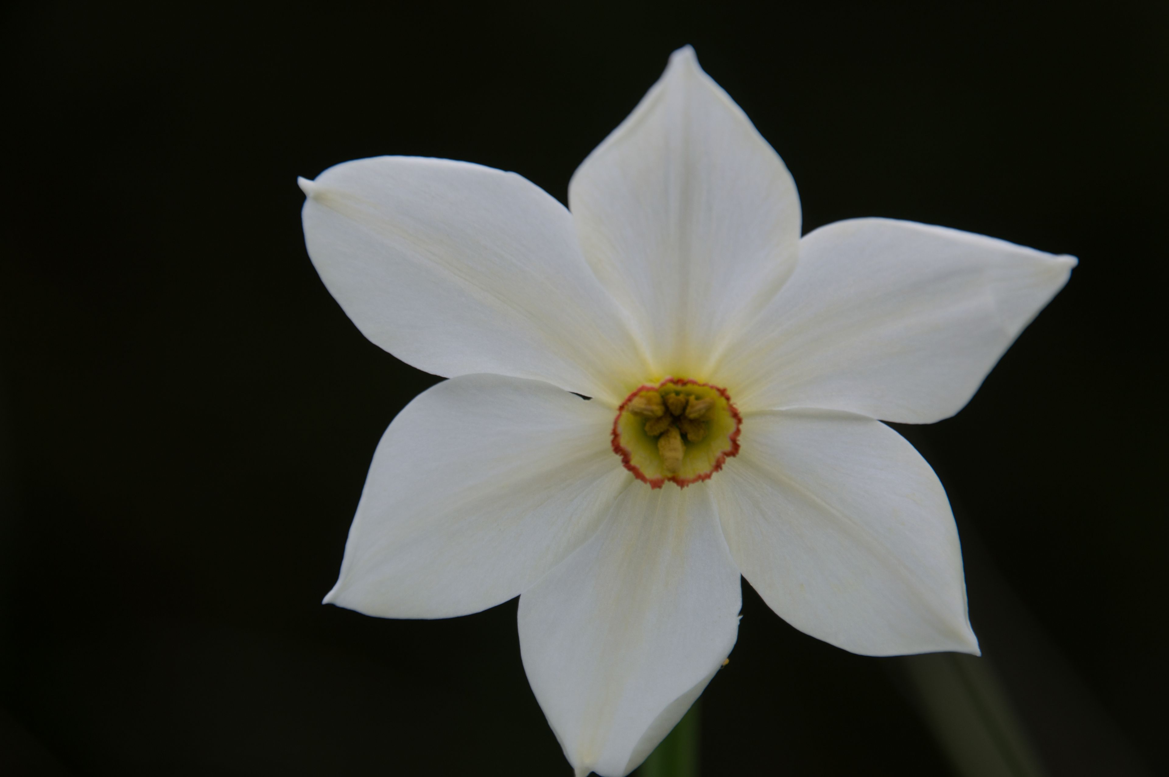 Narcisses-des-poetes-ba2de4da-6799f2523efd5.jpg